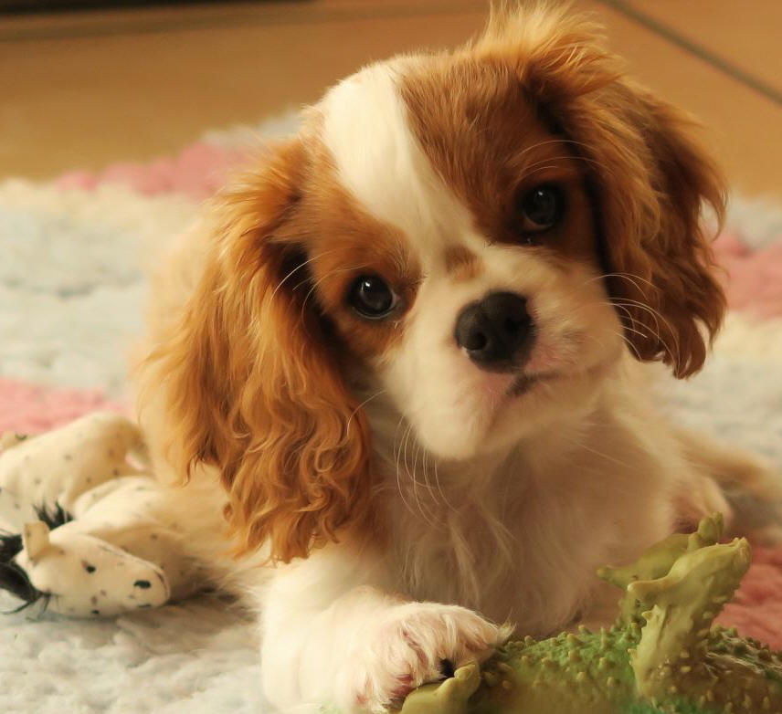 Kammer dans Huddle Cavalier King Charles Spaniel Welpen, von BLUE MAGICS