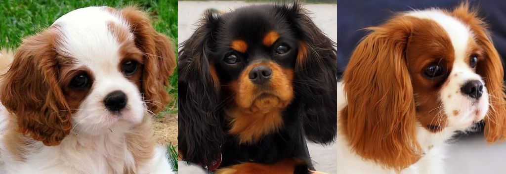 cavalier king charles