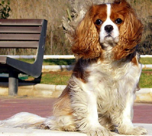 cavalier king charles spaniel carissima