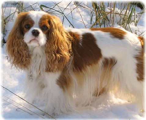 Cavalier King charles spaniel bluemagics