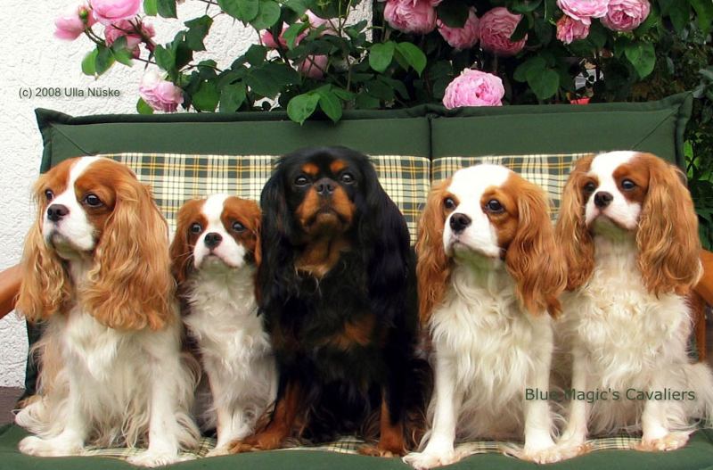cavalier king charles spaniel blue magics