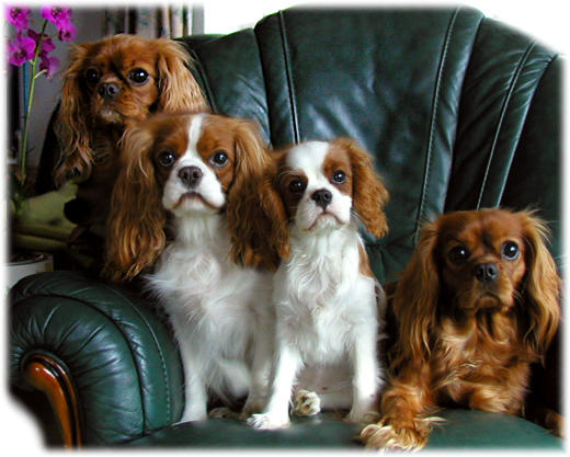 cavalier king charles spaniel blue magics