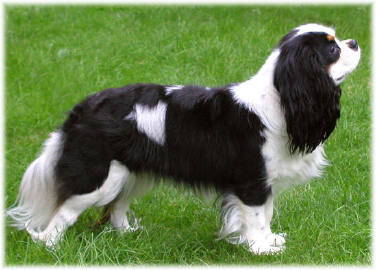 cavalier king charles spaniel blue magics