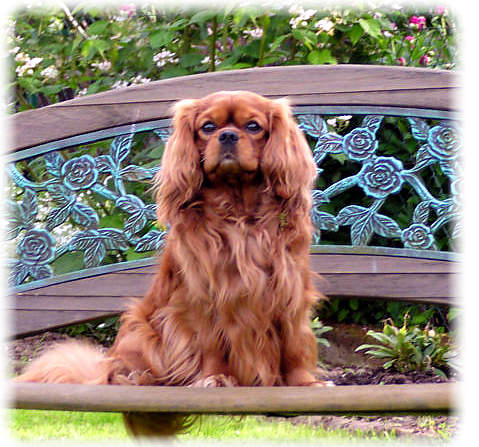 cavalier king charles spaniel hemingway
