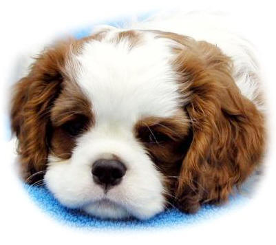 cavalier king charles spaniel mickey
