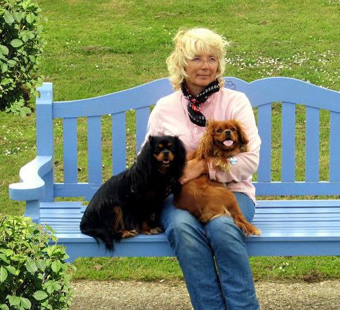 Cavalier King Charles Spaniel Blue Magics