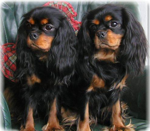 cavalier king charles spaniel black and tan