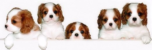 cavalier king charles spaniel welpen